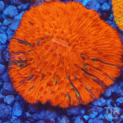 Splatter Orange Plate