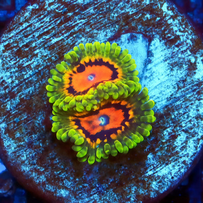 Marvin the Martian Zoanthids Frag