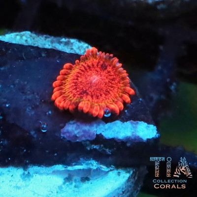 Speckled Krak Zoanthids Frag