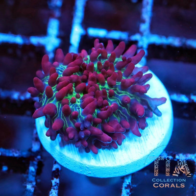 Red Magic Carpet Mushroom Frag (rare)