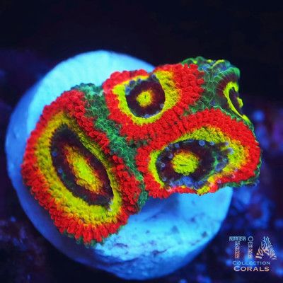 Holy Grail Micromussa