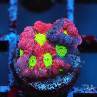 ULTRA Rainbow WAR Favia Frag