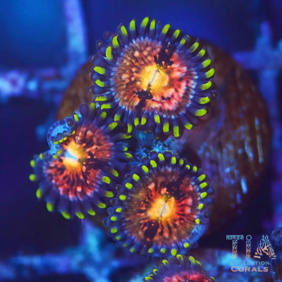 Nirvana Zoanthids