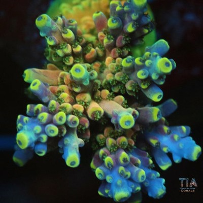 TSA Rainbow Fever Acropora Colony (cut to order)