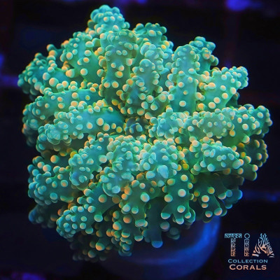 Reverse Yellow Octospawn Frag