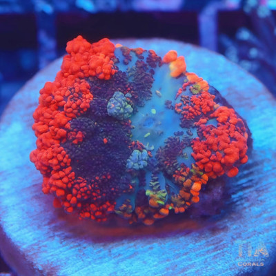 TIA Firebreak Bounce Mushroom