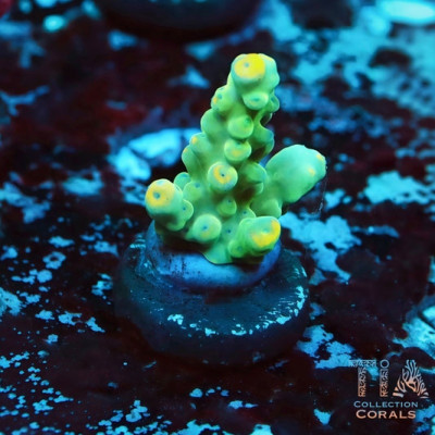 TIA Reverse Yellow Tips Acropora Frag