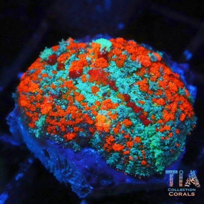 TIA Frostfire Symphony Bounce Mushroom
