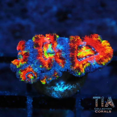 New TIA Afterburner Rainbow Acan Frag