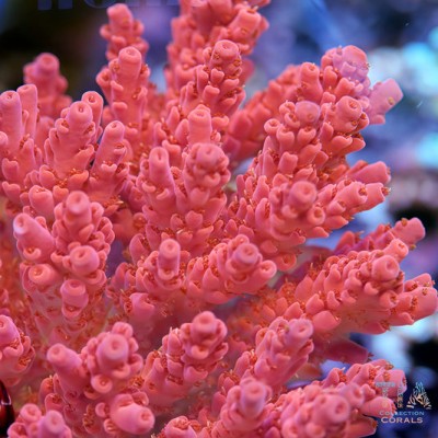 TIA Phoenix Rouge Acropora Colony (cut to order)