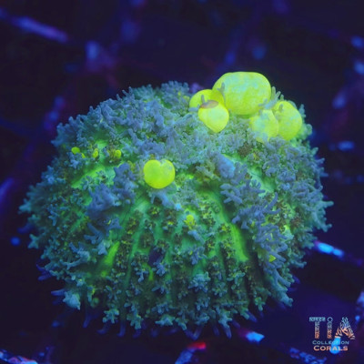 Biohazard Bounce Mushroom