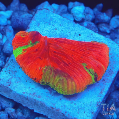 WWC Diablo Diaseris with Crazy Colors