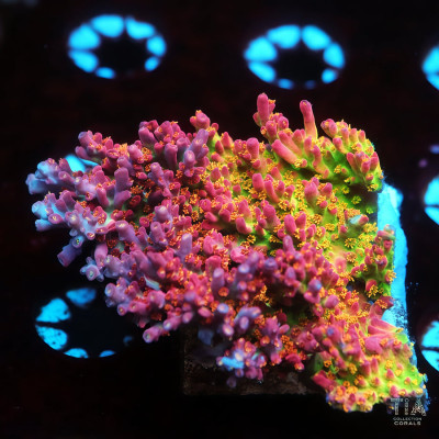 Vivid Confetti Acropora Colony (cut to order)