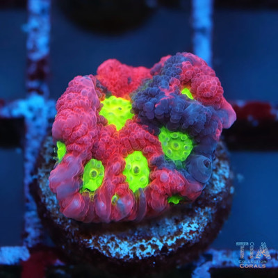 ULTRA Rainbow WAR Favia