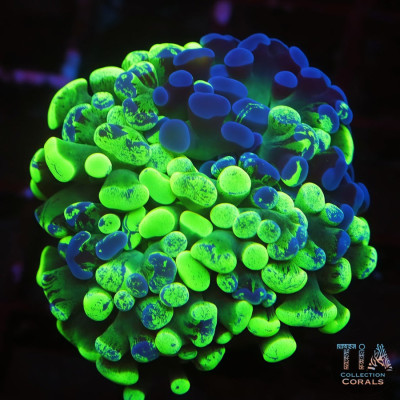Splatter Hammer Frag