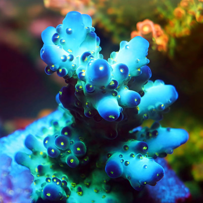 TIA Arctic Voltage Acropora Colony (cut to order)