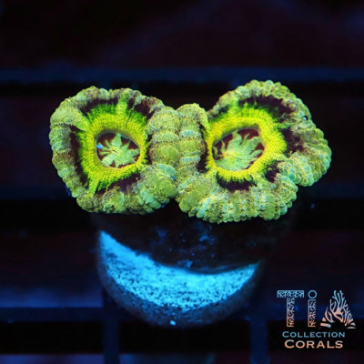 New Mardi Gras Acan Frag