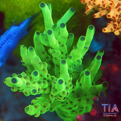 TIA Lumen Lime Acropora Colony (cut to order)
