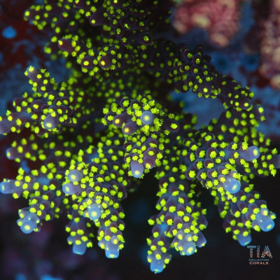 TIA Voltberry Acropora Colony (cut to order)