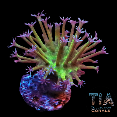 TIA Special Japanese Weeping Willow Toadstool Frag