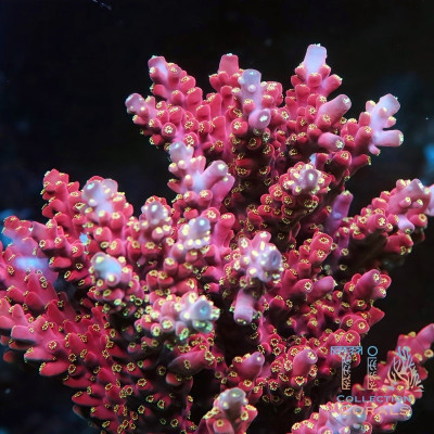 TIA Cherry Blossom Acropora Colony (cut to order)