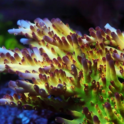 LRO Buzz Light Year Acropora (cut to order)