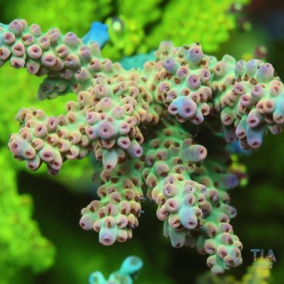TIA Pistachio Acropora Colony (cut to order)