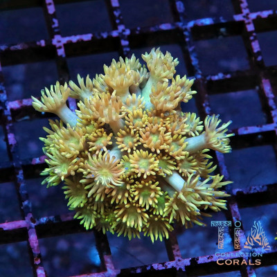 TIA Gold Rush Goniopora Frag