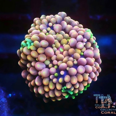 Ultra Rainbow Florida Ricordea