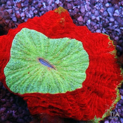 Ultra Grade Meat Coral (very big)