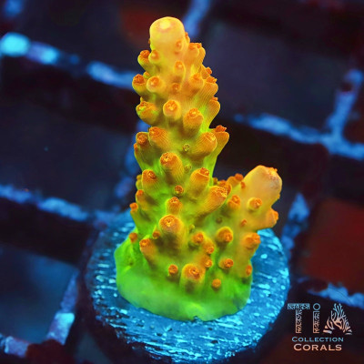 TGC Orange Creamsicle Acropora Frag