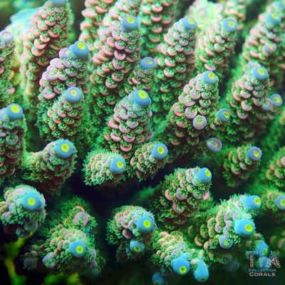 TIA Azure Pupil Acropora Colony (cut to order)