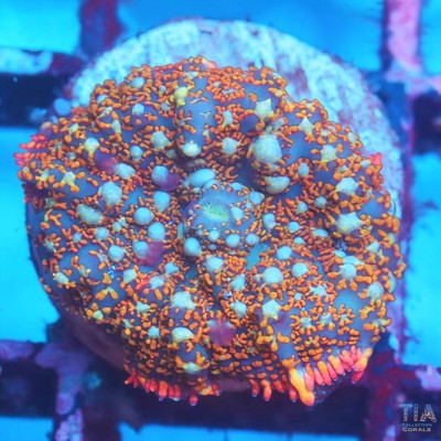 White Spotted Rhodactis Mushroom