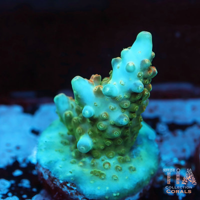 Iceberg Blue Acropora Frag