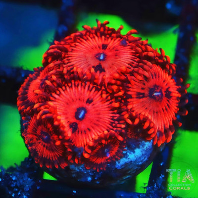 VDM Zoanthids