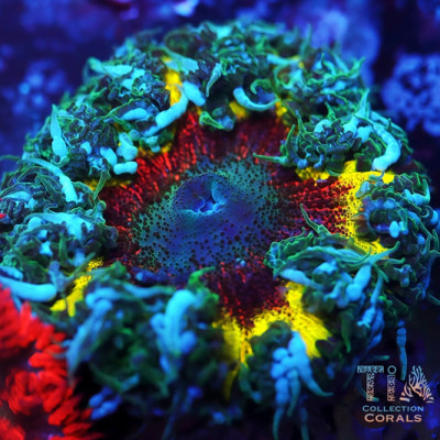 Ultra Rock Flower Anemones