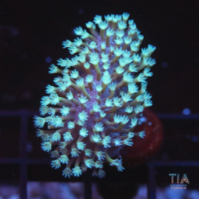 Gold Toadstool Frag