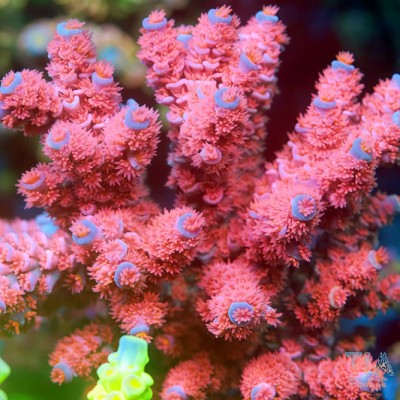 TIA Rose Mallow Acropora Colony (cut to order）
