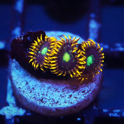 Solar Citrus Palythoa Frag
