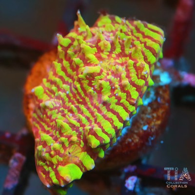 Rainbow Rim Convict Chalice