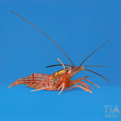 Peppermint Shrimp (Aiptasia cleaner)