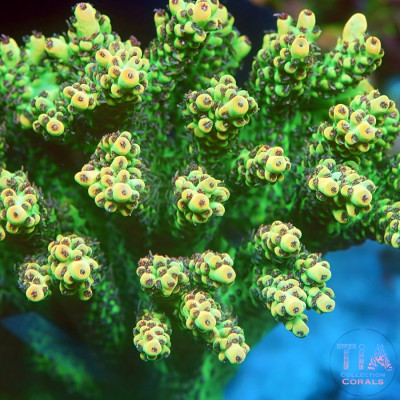 TIA Verdant Hive Acropora Colony (cut to order)