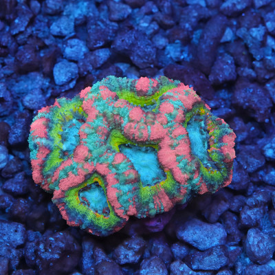 TIA Dubai Princess Asian Acan Colony (cut to order)