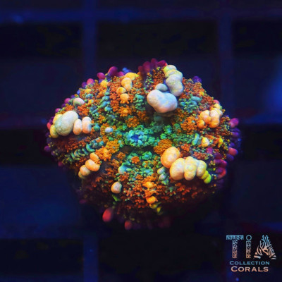 TIA Passionfruit Bounce Mushroom