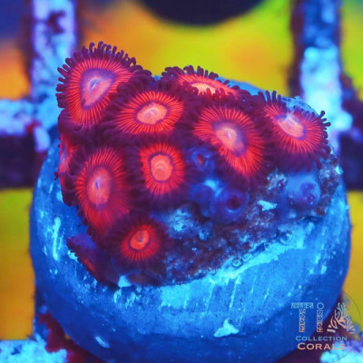 WWC Flaming Suns Zoanthids