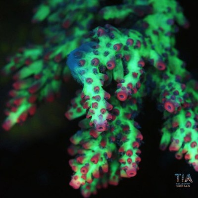 TIA Strawberry Shortcake Acropora Colony (cut to order)
