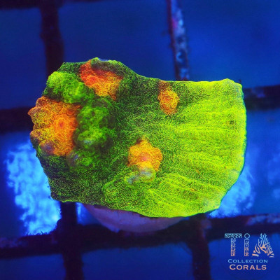 Space Invader Chalice Frag