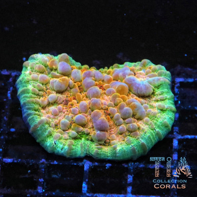 TIA Sunken Temple Bounce Chalice Colony (cut to order)
