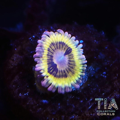 TIA Stratocaster Zoanthids