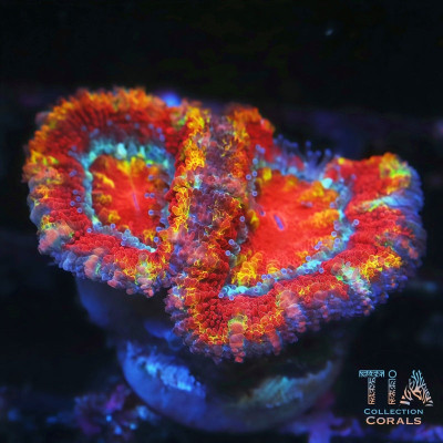 Ultra Rainbow Acan Frag